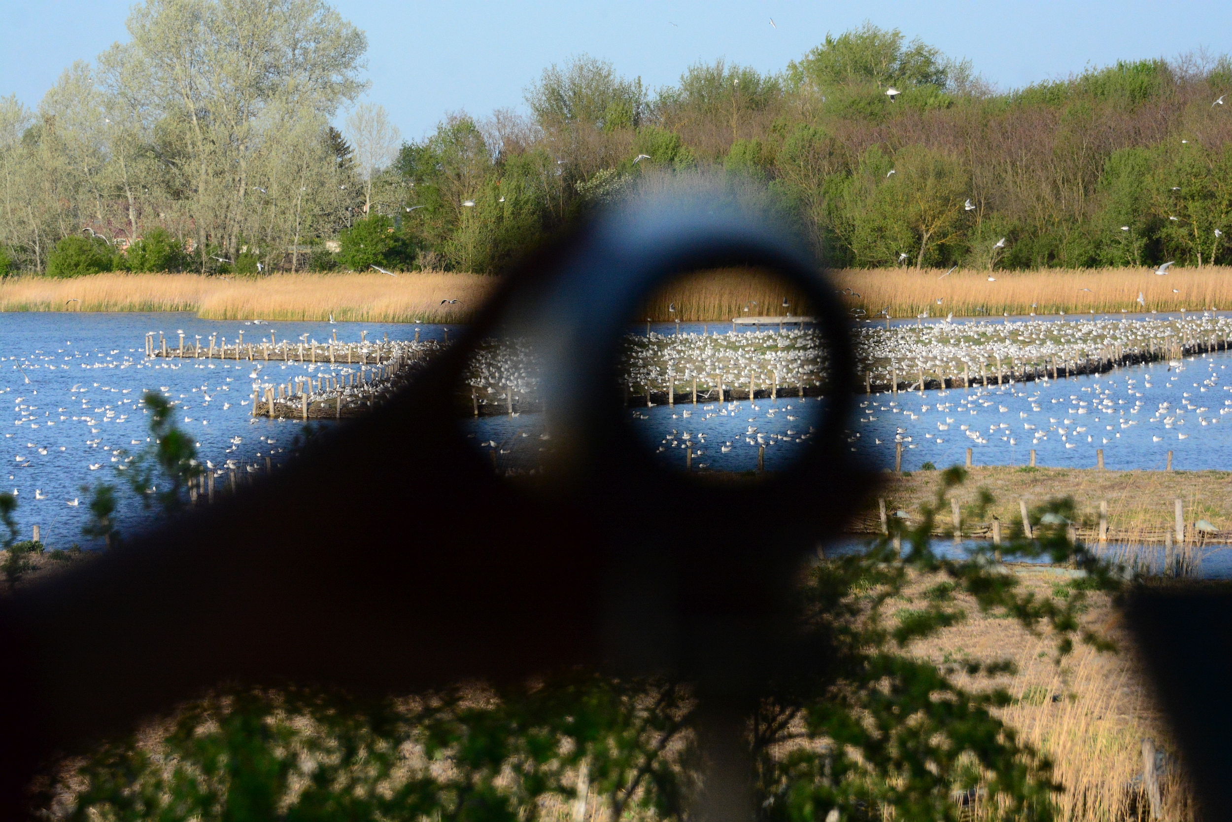 Ne etessék a vízimadarakat a Sóstón és a Csónakázó-tónál sem!